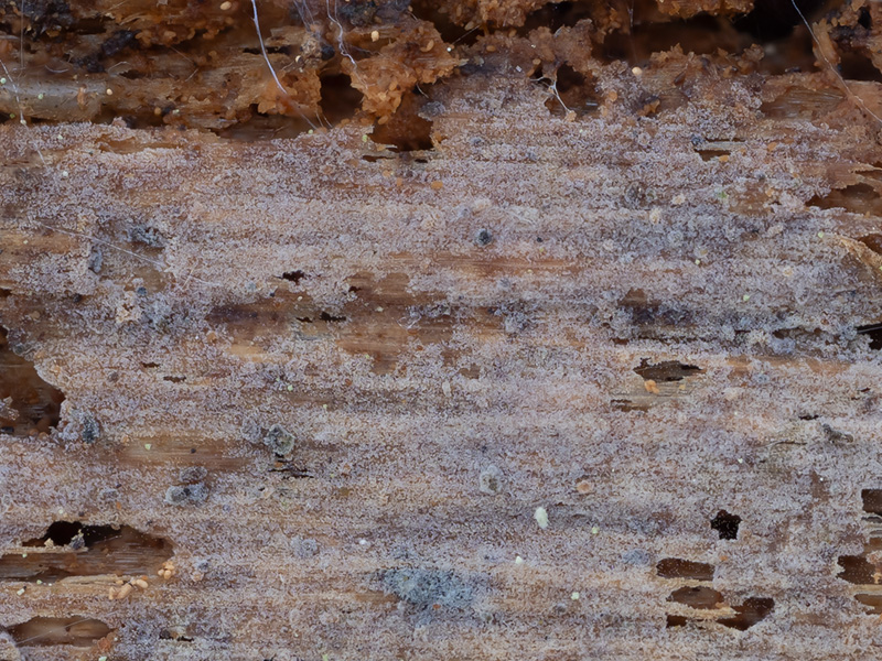 Basidiodendron trachysporum